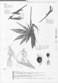 11eyes Tokusei Settei Shiryou Shuu