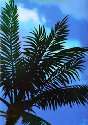 Love Kachu - Lovers Time